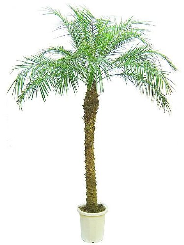 シュロ】ヤシ科で最も耐寒性が強いのはこれ！−10℃以下でも育てられる